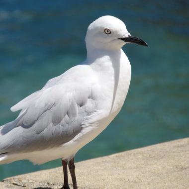 Black-billed gull