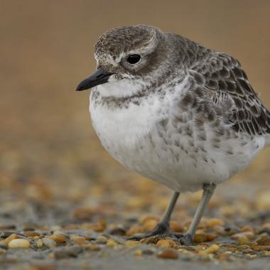 Southern New Zealand dotterel