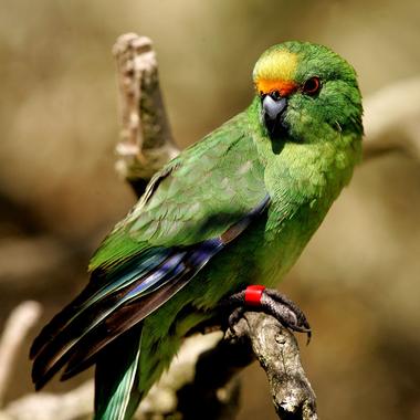 Orange-fronted parakeet