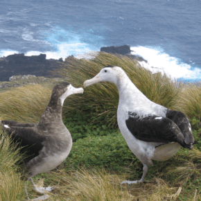 Antipodean albatross