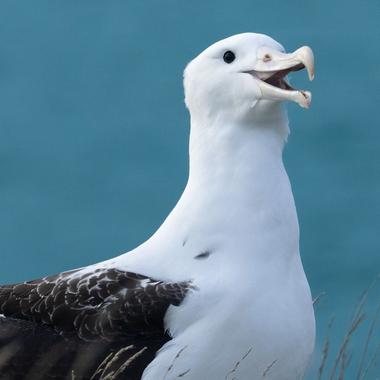 Northern Royal Albatross
