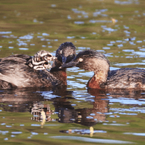 New Zealand dabchick