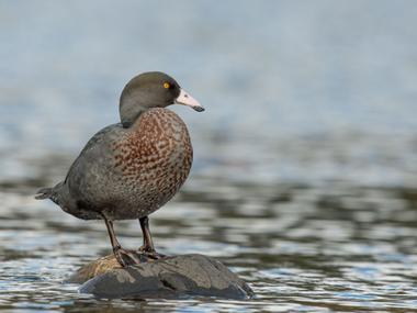 Blue duck