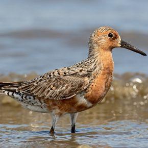 Red knot