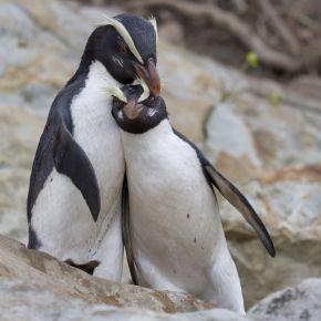 Fiordland crested penguin