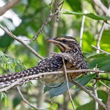 Long-tailed cuckoo