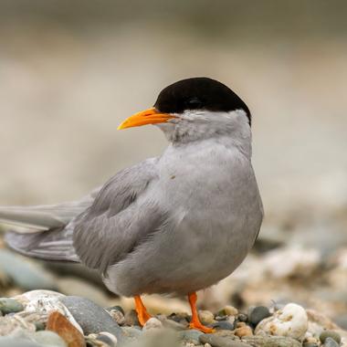 Black-fronted tern