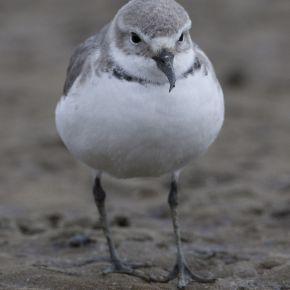 Wrybill