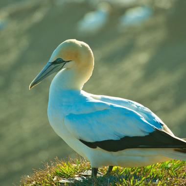 Australasian gannet