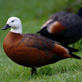Paradise shelduck