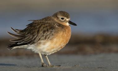 Southern New Zealand dotterel