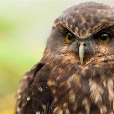 Morepork