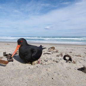 Variable oystercatcher