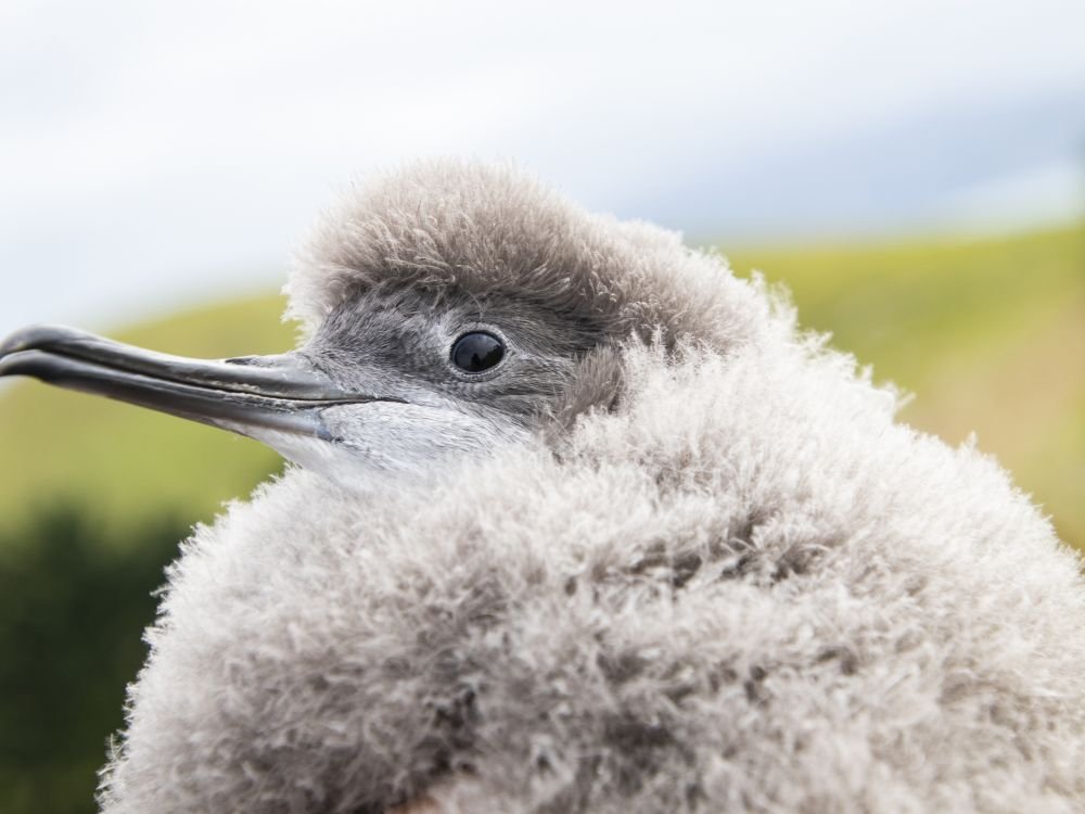 Hutton's shearwater