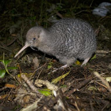 Little spotted kiwi