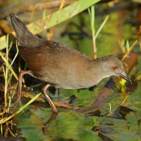 Spotless crake