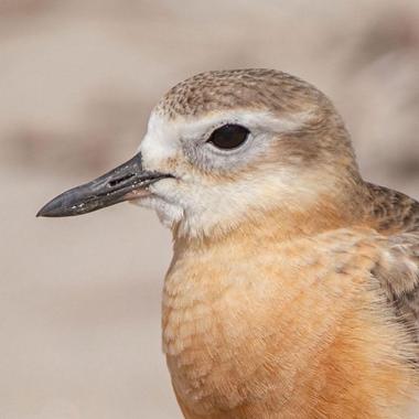 Northern New Zealand dotterel