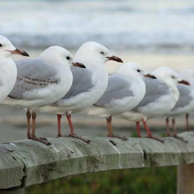 Red-billed gull