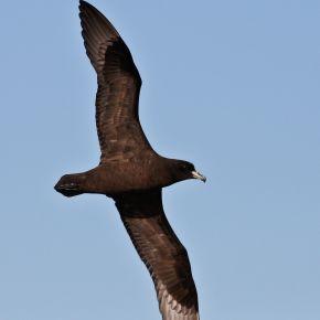 Black petrel