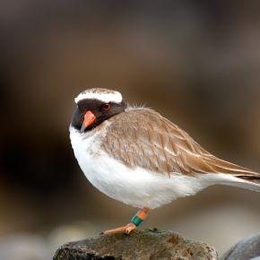Shore plover