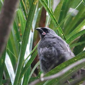 South Island kōkako