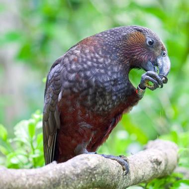 Kākā