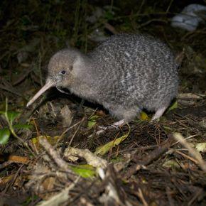 Little spotted kiwi