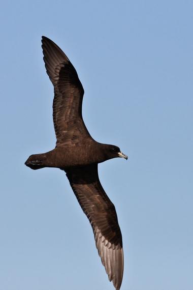Black petrel