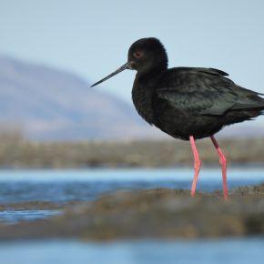 Black stilt