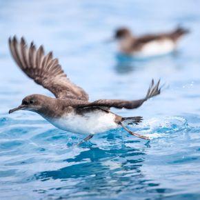 Hutton's shearwater