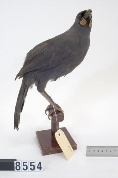 South Island kōkako