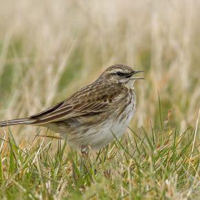 Pipit