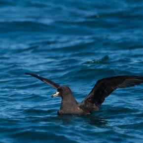 Westland petrel