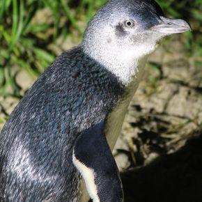 Little penguin