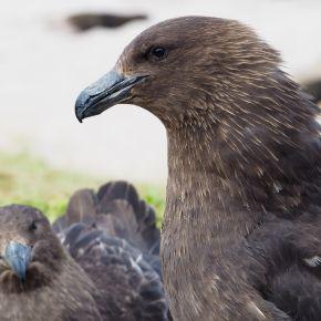 Subantarctic skua