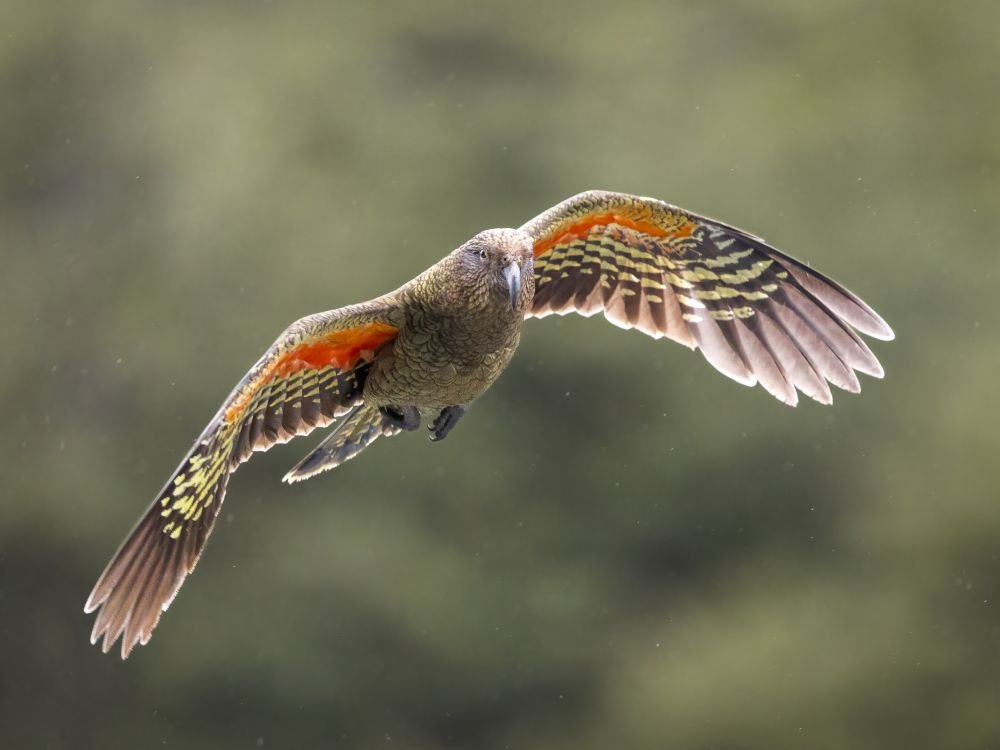 Kea