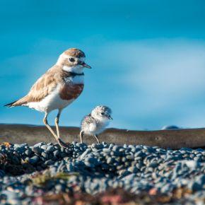 Banded dotterel