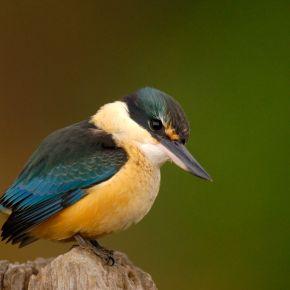 Kingfisher